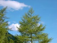 Lärchen in Krakauschatten